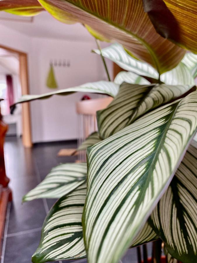 Moderne Ferienwohnung Seeblick Freudenberg  Buitenkant foto